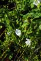 Calystegia sepium