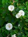 Calystegia sepium