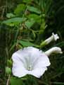 Calystegia sylvatica