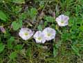 Convolvulus arvensis