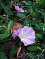 Convolvulaceae-Convolvulus-arvensis-Petit-liseron-Liseron-des-champs-Petite-campanette-Vrillee.jpg