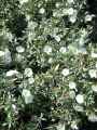 Convolvulaceae-Convolvulus-cneorum-Liseron-camelee-20131125134931.jpg