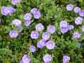 Convolvulaceae-Convolvulus-mauritanicus-Liseron-de-Mauritanie-20131125135034.jpg