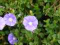 Convolvulus mauritanicus