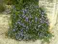 Convolvulus mauritanicus