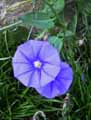 Convolvulaceae-Convolvulus-sabatius-Liseron-de-Mauritanie.jpg