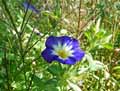 Convolvulaceae-Convolvulus-tricolor-Royal-Ensign-Belle-de-jour.jpg