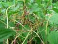 Convolvulaceae-Cuscuta-europaea-Cuscute-d-Europe-Grande-Cuscute.jpg