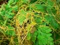 Convolvulaceae-Cuscuta-sp.-(Madagascar)-Cuscute.jpg