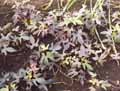 Ipomoea batatas Blackie
