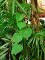Ipomoea indica