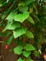 Ipomoea indica