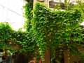 Ipomoea indica