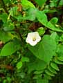Ipomoea obscura