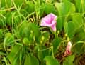 Ipomoea pes-caprae