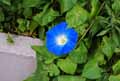 Ipomoea purpurea Heavenly Blue