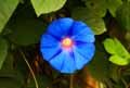 Ipomoea purpurea