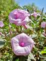 Ipomoea sp.
