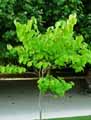 Alangium platanifolium
