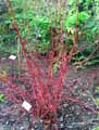 Cornaceae-Cornus-alba-Cornouiller-blanc.jpg