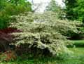 Cornaceae-Cornus-alternifolia-Argentea-Cornouiller.jpg