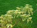 Cornaceae-Cornus-alternifolia-Variegata-Cornouiller-a-feuilles-alternes.jpg