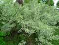 Cornaceae-Cornus-controversa-Cornouiller-des-Pagodes-Cornouiller-controverse.jpg