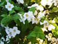 Cornus florida