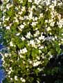 Cornus florida