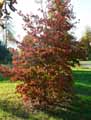 Cornus florida