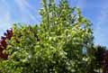 Cornaceae-Cornus-florida-Cornouiller-a-fleurs-Cornouiller-de-Floride.jpg
