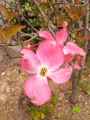 Cornaceae-Cornus-kousa-Satomi-Cornouiller-du-Japon-9257.jpg