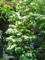 Cornaceae-Cornus-kousa-Venus-Cornouiller-du-Japon-9266.jpg
