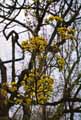Cornaceae-Cornus-mas-Cornouiller-male-Corbier-Cornouille-Cuerne-Corne.jpg