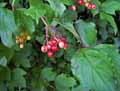 Cornaceae-Cornus-sanguinea-Cornouiller-sanguin.jpg