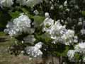 Cornus x florida