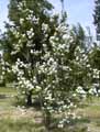 Cornaceae-Cornus-x-florida-Cornouiller.jpg
