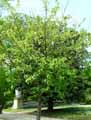 Davidia involucrata