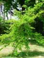 Cornaceae-Nyssa-sylvatica-Tupelo-Tupelo-des-bois-5286.jpg