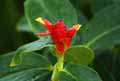 Costus barbatus