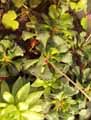 Adromischus cristatus