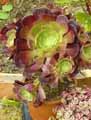 Aeonium arboreum Velour