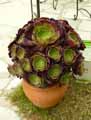 Aeonium arboreum Velour