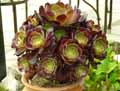 Aeonium arboreum Velour