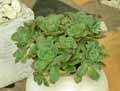 Aeonium haworthii