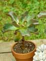 Aeonium undulatum