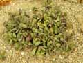 Crassulaceae-Andromischus-cristatus-Crinkle-leaf-plant.jpg