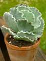 Crassulaceae-Cotyledon-orbiculata-Undulata-Cotyledon-Oreille-de-cochon.jpg