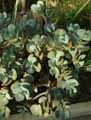 Crassulaceae-Crassula-arborescens-Crassule-arborescente.jpg