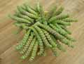 Crassulaceae-Crassula-hotentot-Crassule-rupestre-de-Marnier.jpg